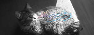 GGBanner